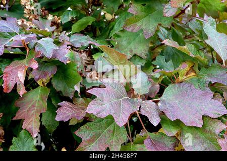 Hydrangea quercifolia ‘Snowflake’ hydrangea rangea rangea Snowflake – panicle pendente di fiori bianchi doppi e foglie a forma di foglia di ogiva, ottobre, Regno Unito Foto Stock