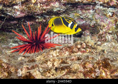 Un paio di pesci farfalla di raccoon, Chaetodon lunula, rifugio in un crevice dietro un riccio di mare a matita d'ardesia, Heterocentrotus mammillatus, Hawaii. Foto Stock