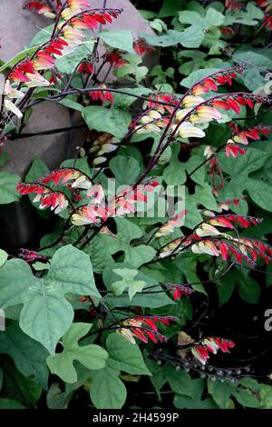 Ipomoea lobata vigna del fuoco – arcate racemi di fiori rossi tubolari che si sbiadiscono in giallo e bianco, foglie a tre lobi di verde medio, ottobre, Inghilterra, Foto Stock