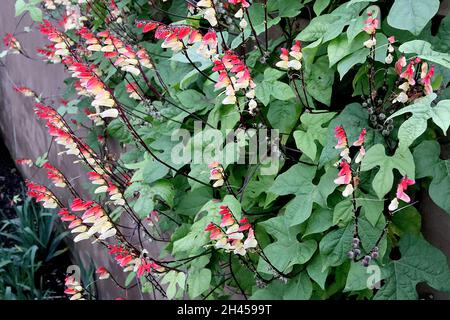 Ipomoea lobata vigna del fuoco – arcate racemi di fiori rossi tubolari che si sbiadiscono in giallo e bianco, foglie a tre lobi di verde medio, ottobre, Inghilterra, Foto Stock