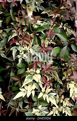 Jasminum officinalis ‘Variegatum’ Jasmine Argenteovariegatum – foglie a punta verdi grigie con margini crema irregolari, ottobre, Inghilterra, Regno Unito Foto Stock