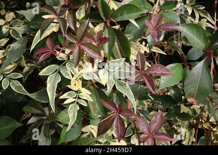 Jasminum officinalis ‘Variegatum’ Jasmine Argenteovariegatum – foglie a punta verdi grigie con margini crema irregolari, ottobre, Inghilterra, Regno Unito Foto Stock