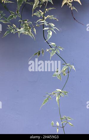 Jasminum officinalis ‘Variegatum’ Jasmine Argenteovariegatum – foglie a punta verdi grigie con margini crema irregolari, ottobre, Inghilterra, Regno Unito Foto Stock