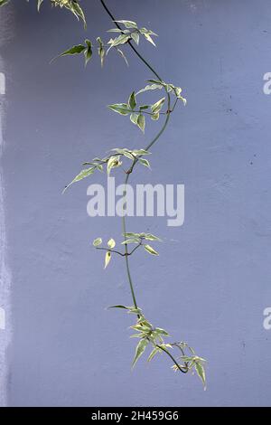 Jasminum officinalis ‘Variegatum’ Jasmine Argenteovariegatum – foglie a punta verdi grigie con margini crema irregolari, ottobre, Inghilterra, Regno Unito Foto Stock