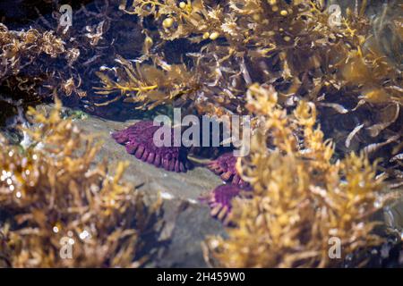 Ricci di casco, Colobocentrotus atratus, fotografato attraverso la superficie piana di una tidepool in Hawaii. Essi sono anche indicati come ricci di scandole a Foto Stock