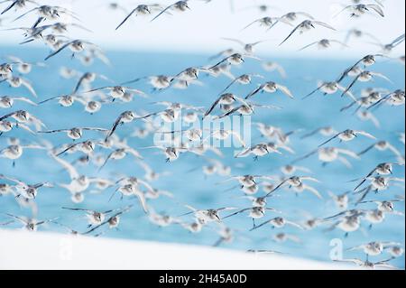 Gregge di sandpipers dunlin che entrano per un atterraggio Foto Stock