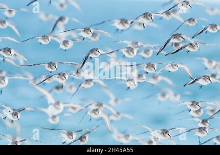 Gregge di sandpipers dunlin che entrano per un atterraggio Foto Stock