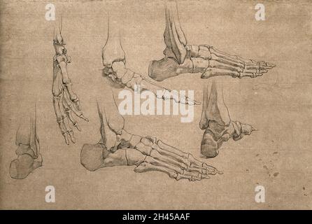 Ossa della mano e del piede. Disegno a matita di J.C. Zeller, ca. 1833? Foto Stock