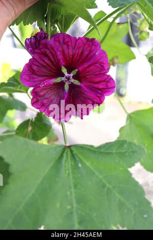 Malva sylvestris var mauritiana ‘Mystic Merlin’ mallow – cremisi fiori a forma di imbuto con vene viola scuro, ottobre, Inghilterra, Regno Unito Foto Stock