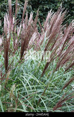 Miscanthus sinensis ‘Seppemberrot’ erba d’argento cinese Septemberrot – pennacchi rossi e arcate e foglie lineari verdi scure Foto Stock