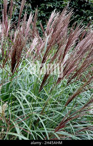 Miscanthus sinensis ‘Seppemberrot’ erba d’argento cinese Septemberrot – pennacchi rossi e arcate e foglie lineari verdi scure Foto Stock