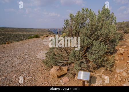 Big Sagebrush o Great Basin Sagebrush (Artemisia tridentata), un arbusto sempreverde nel mezzo del deserto in Arizona Foto Stock