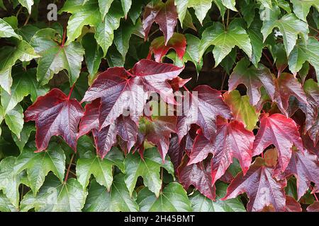 Parthenocissus tricuspidata Boston ivy – grande tre-lobed borgogna, viola, rosso corallo e foglie di verde chiaro, ottobre, Inghilterra, Regno Unito Foto Stock