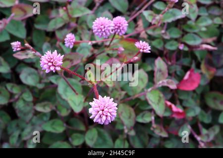 Persicaria capitata pericaria rosa – fiori sferici rosa e piccoli foglie di ovato verde medio con chevron rosso, ottobre, Inghilterra, Foto Stock