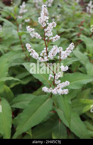 Persicaria / Koenigia polystachya Himalayan annodata – densi racemi di piccoli fiori bianchi e grandi foglie di verde medio, ottobre, Inghilterra, Regno Unito Foto Stock