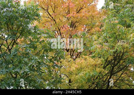 Pistacia chinensis - massa di foglie di colore giallo, arancio e verde a forma di lancia, ottobre, Inghilterra, Regno Unito Foto Stock