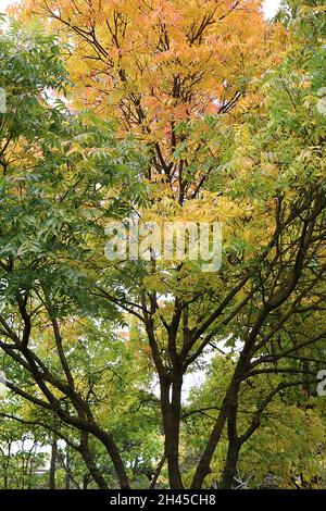 Pistacia chinensis - massa di foglie di colore giallo, arancio e verde a forma di lancia, ottobre, Inghilterra, Regno Unito Foto Stock