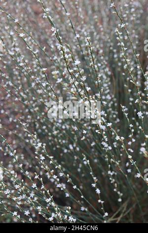 Polygonum scoparium nodweed nodgrass – racemi di piccoli fiori bianchi su gambi di wiry diritto a fasce, ottobre, Inghilterra, Regno Unito Foto Stock