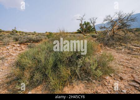 Mormon Tea Plant (genere Ephedra), un arbusto boscoso nel mezzo del deserto in Arizona, nativo del sud-ovest americano Foto Stock