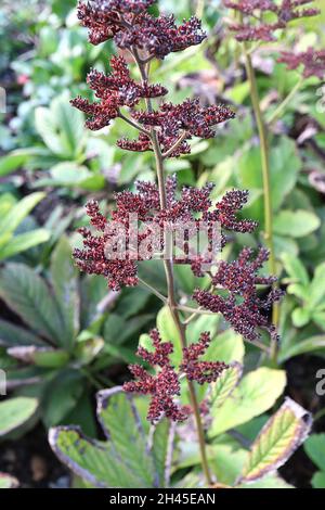 Rodgersia aesculifolia rodgersia a foglia di castagno – grappoli di teste di mare rosse e foglie mite verdi palmatamente divise, ottobre, Inghilterra, Regno Unito Foto Stock