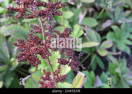 Rodgersia aesculifolia rodgersia a foglia di castagno – grappoli di teste di mare rosse e foglie mite verdi palmatamente divise, ottobre, Inghilterra, Regno Unito Foto Stock
