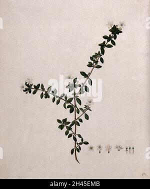 Serissa japonica (Thunb.) Thunb.: Stelo fiorente e segmenti floreali. Acquerello, 17--. Foto Stock