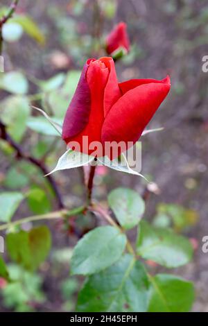 Rosa ‘Hot Chocolate’ (floribunda rose) cioccolata calda – semi-doppio rustset fiori rossi, ottobre, Inghilterra, Regno Unito Foto Stock