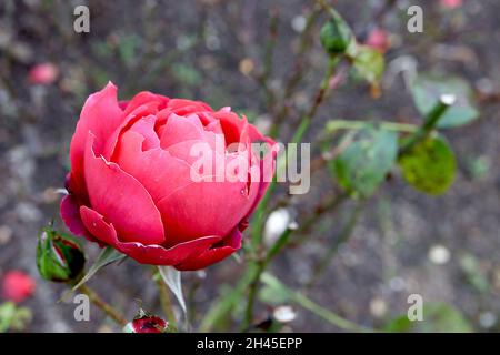 Rosa ‘Hot Chocolate’ (floribunda rose) cioccolata calda – semi-doppio rustset fiori rossi, ottobre, Inghilterra, Regno Unito Foto Stock