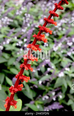 Salvia confertiflora Sage Sabra Spike - fiocchi di piccoli fiori rossi arancioni a due labbri con sepali rossi scarlatto e steli alti rossi scuri, ottobre, Regno Unito Foto Stock