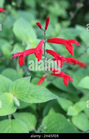 Salvia elegans ‘Honey Melon’ salvia Honey Melon – sottili fiori tubolari rossi luminosi e foglie di ovato a punta verde medio, ottobre, Inghilterra, Regno Unito Foto Stock