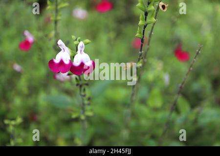 Salvia gregggii 'Amethyst Lips' salvia labbra Amethyst – semi bianco fiori viola su steli verde scuro, ottobre, Inghilterra, Regno Unito Foto Stock