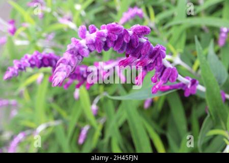 Salvia leucanha «velluto viola» salvia messicana salvia velluto viola – racemi ad arco di fiori e calici rosa profondi, foglie a lancia stretta, Foto Stock