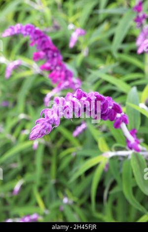 Salvia leucanha «velluto viola» salvia messicana salvia velluto viola – racemi ad arco di fiori e calici rosa profondi, foglie a lancia stretta, Foto Stock