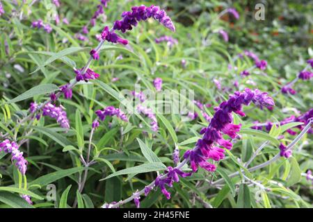 Salvia leucanha «velluto viola» salvia messicana salvia velluto viola – racemi ad arco di fiori e calici rosa profondi, foglie a lancia stretta, Foto Stock