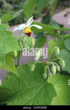 Sparrmannia Africana canapa – fiori bianchi pendolari con timens giallo e rosso scuro, grandi foglie di acero, steli molto alti, ottobre, Regno Unito Foto Stock