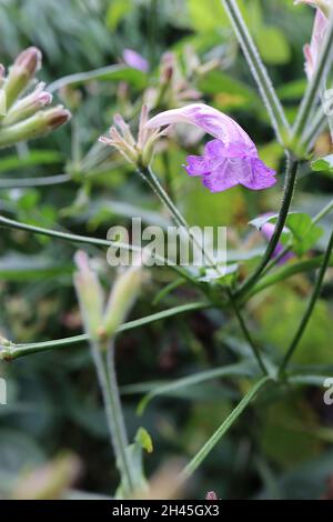 Strobilanthes wallichii hardy scudo persiano – fiori viola con tubo bianco curvo, foglie a forma di lancia verde scuro, ottobre, Inghilterra, Regno Unito Foto Stock