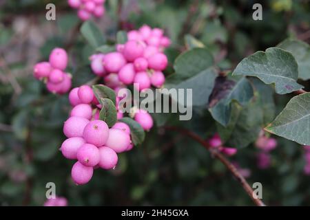 Symphoricarpos x doorenbosii ‘Maltra di Perla’ di frutti di neve Madre di Perla – grappoli di frutti di bosco di colore rosa medio opaco, ottobre, Inghilterra, Regno Unito Foto Stock