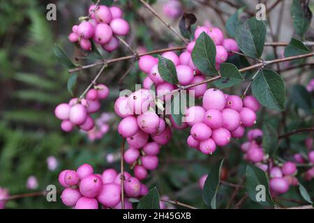 Symphoricarpos x doorenbosii ‘Maltra di Perla’ di frutti di neve Madre di Perla – grappoli di frutti di bosco di colore rosa medio opaco, ottobre, Inghilterra, Regno Unito Foto Stock