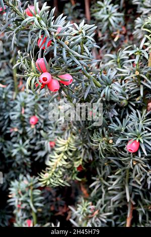 Taxus baccata comune tasso – rosso rosa bacche-come arils e ago-come spiralmente disposto verde scuro foglie, ottobre, Inghilterra, Regno Unito Foto Stock