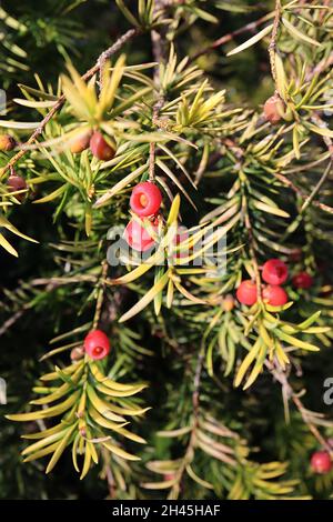 Taxus baccata «Fastigiata Aureomarginata» tasso irlandese – arils e coralli rossi di forma di bacche di foglie lineari di verde medio molto piccole con margini gialli, Foto Stock