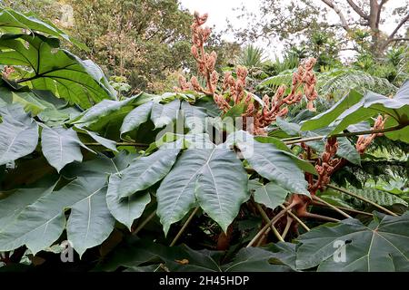 Tetrapanax papyrifer ‘Rex’ pianta cinese della carta di riso Rex – fiori fuzzy e foglie giganti profondamente lobate, ottobre, Inghilterra, Regno Unito Foto Stock