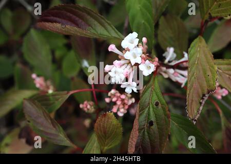 Viburnum farreri ‘Nanum’ fragrante Viburnum Nanum - grappoli di fiori tubolari bianchi profumati e foglie verdi di bronzo lucide, ottobre, Inghilterra, Regno Unito Foto Stock