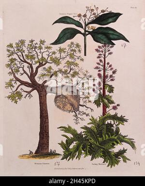 Un albero gallato (Mimosa cinerea), un albero di pepe della Giamaica (Pimenta dioica) e una pianta di rabarbaro di tacchino (Rheum palmatum). Incisione colorata, c. 1827. Foto Stock