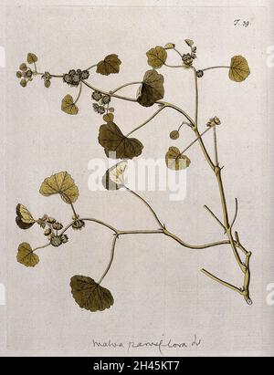 Mallattino (Malva parviflora L.): Fusto fiorente e fruttato. Incisione colorata dopo F. von Scheidl, 1770. Foto Stock