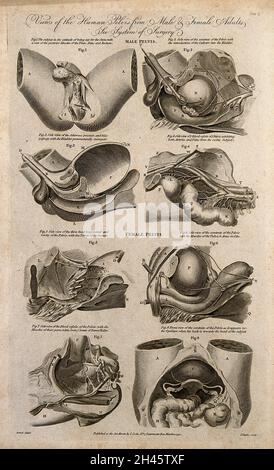 Pelvi maschili e femminili: Otto figure che mostrano sezioni trasversali degli organi e dei vasi sanguigni del bacino maschile e femminile. Incisione di linea di J. Taylor, 1790, dopo F. Birnie. Foto Stock