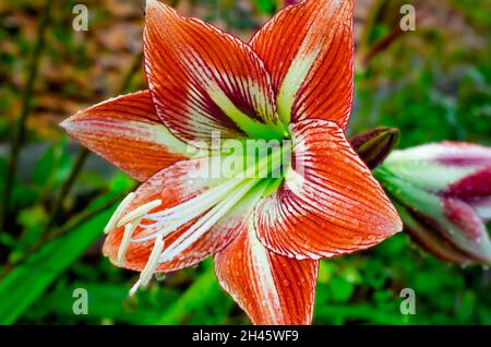 Un giglio di Barbados a strisce (Hippeastrum striatum) è stato raffigurato dopo la pioggia, 8 aprile 2014, a Coden, Alabama. Foto Stock