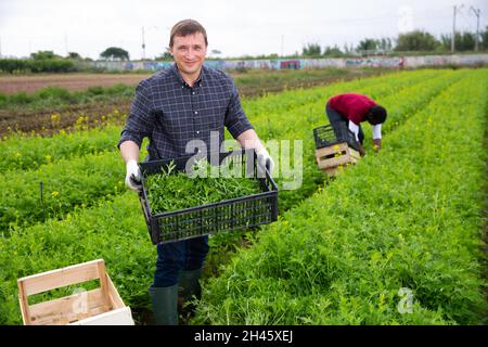 Coltivatore che raccoglie e sbuccia mizuna verde sul campo Foto Stock