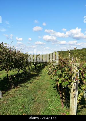 Vigneti di Engelheim Vineyard o cantina a Ellijay Georgia, USA. Foto Stock