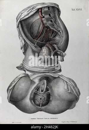 Dissezioni dell'ano femminile e del sistema urogenitale: Due figure, con le arterie e i vasi sanguigni indicati in rosso. Litografia colorata di J. Roux, 1822. Foto Stock