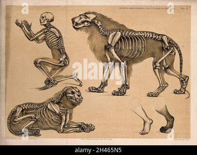 Scheletro di un uomo, con quelli di un leone maschio e femmina: Cinque figure, tra cui un confronto tra un piede umano e quello di un leone. Litografia di B. Waterhouse Hawkins, 1860. Foto Stock